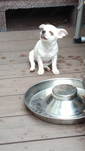 süße Chihuahua Welpen (keine Minis)