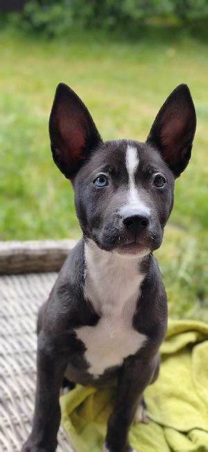 Husky mix Hündin Welpe