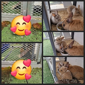 Zwergkaninchen Jungtiere