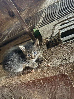 Katzenbabys vom Bauernhof in liebevolle Hände abzugeben Bild 5