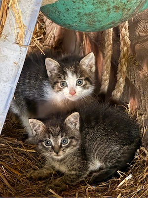 Katzenbabys vom Bauernhof in liebevolle Hände abzugeben Bild 2