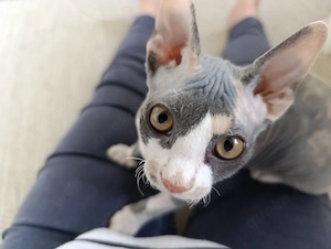 Sphynx Kitten - Pastel Calico (Blue Creme - Dilute)