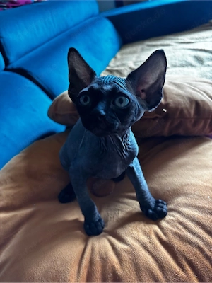 Wunderschöne Sphynx-Kätzchen . Bild 4