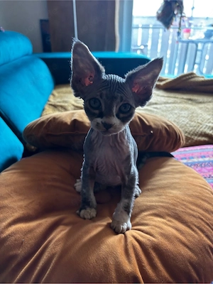 Wunderschöne Sphynx-Kätzchen . Bild 3