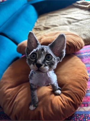 Wunderschöne Sphynx-Kätzchen . Bild 5
