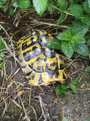 Zucht Gruppe 2.4 Griechische Landschildkröten 
