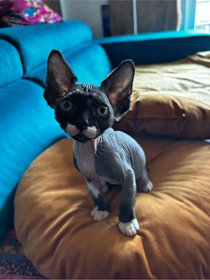 Wunderschöne Sphynx-Kätzchen . Bild 2