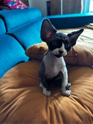Wunderschöne Sphynx-Kätzchen .