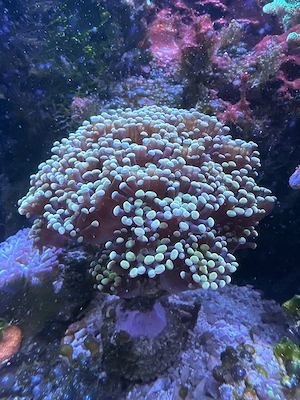 Euphyllia golden nugget lps koralle 