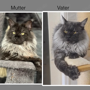 7 Maine Coon Kitten