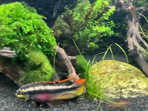 DNZ Purpurprachtbarsch (Pelvicachromis pulcher) zu verkaufen