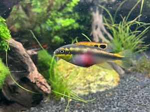 DNZ Purpurprachtbarsch (Pelvicachromis pulcher) zu verkaufen