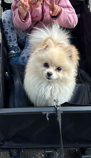 Mini Pomeranian zwergspitz 1 Jahr