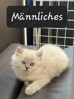 Wunderschöne Britisch Langhaar Kitten abzugeben - Abholung