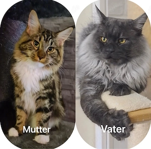8 Maine Coon Kitten