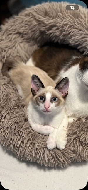 snowshoe babykater 12Wochen abzugeben an liebevolle Hände