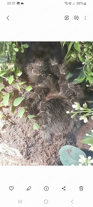 Vogelspinne 0.1 lasidora parahybana 