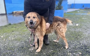 Hallo, ich bin Donny. Adoptierst du mich?