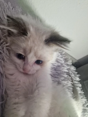 Süßer Ragdoll Kitten     