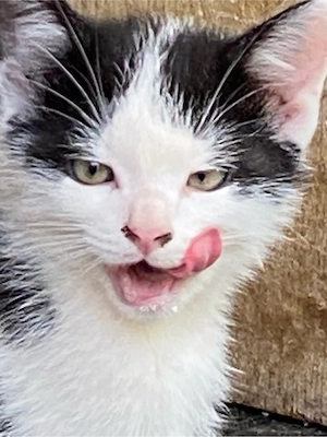 Mischkatzen