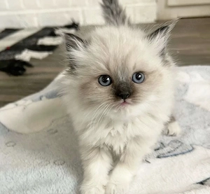 Perser Kitten wunderschön Plüschi