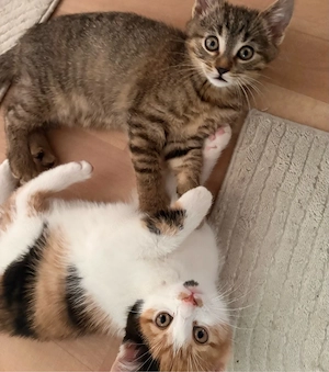 2 süße Katzenbabys suchen ein liebevolles Zuhause 