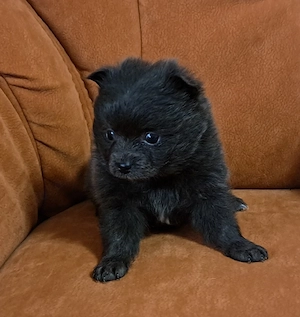 Pomeranian-PomChi Bärchen75%Poms