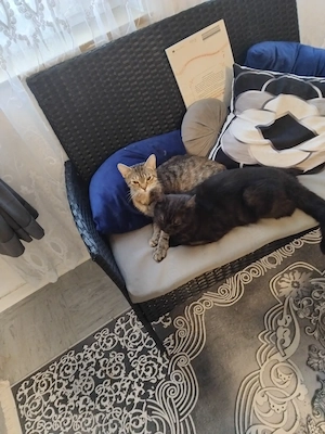 Liebevolle katzen kater und katze 