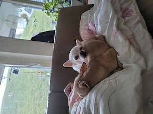 Suche einen Mini Chihuahua