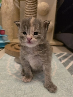 Maine coon