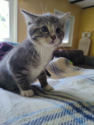 Baby Kätzchen Kitten