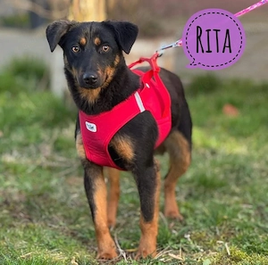 Rita, junge und wunderhübsche Terrier Mischlingshündin