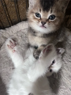 zauberhafte bkh kitten , seltene farben  
