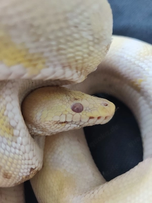 Gelb weiße (Albino) Königspython in gute Hände 