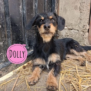Dolly, junge und wundersüße Dackel   Terrier Mischlingshündin