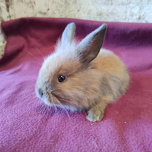 Kaninchen Zwergkaninchen Böcke  5 Jungtiere 