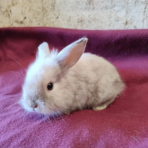 Kaninchen Zwergkaninchen Böcke  5 Jungtiere 