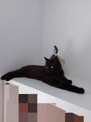 EKH Kater jung schwarz