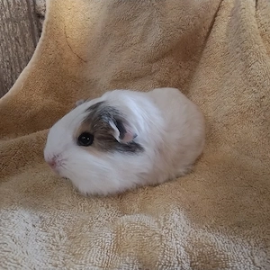 Meerschweinchen Glatthaar Männchen Bock Böcke Jungtiere 