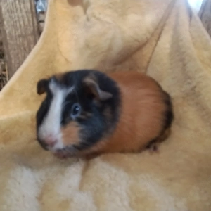 Meerschweinchen Glatthaar Männchen Bock Böcke Jungtiere 