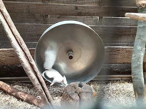 Weißes Eichhörnchen-Weibchen abzugeben 