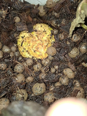 Terrarium mit Schmuckhornfrosch