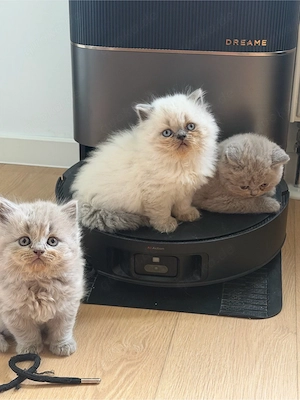 BLH kitten reinrasssig nur noch 3 mädchen sind übrig