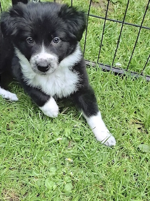 Reinrassige Border Collie Welpen 