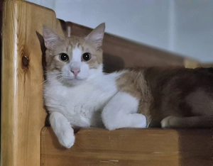 Süßer Kater 222840 stellt sich vor