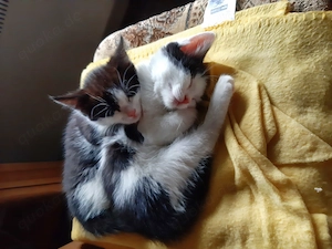 Kleopatra und Cindy  10 Wochen alt 