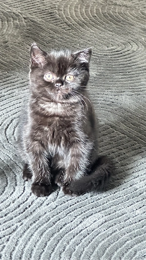 BKH , BLH Kitten (78727 Oberndorf a.N.)