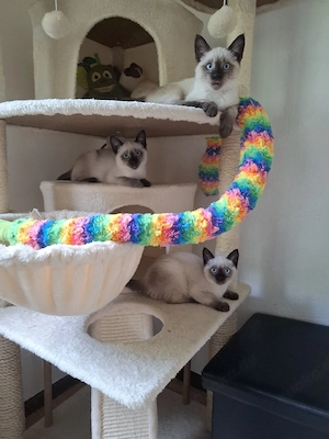 Siam Kitten 