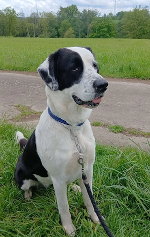 DOGGE Alabai Weibchen 