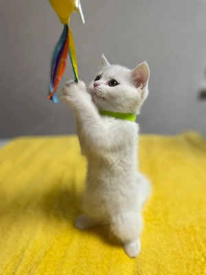 BKH Kitten 3 Monate alt